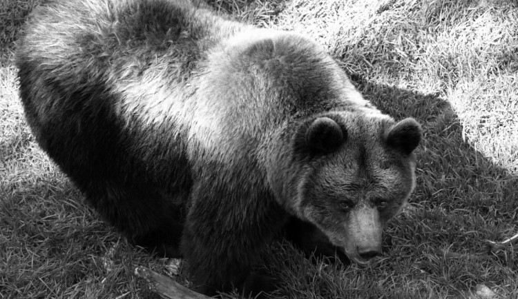 Před rokem zemřela medvědice Dáša z náchodského zámku. Na chov jejího partnera mohou lidé přispět