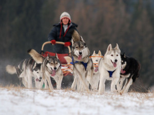 V Orlických horách v úterý začne extrémní závod psích spřežení Šediváčkův long