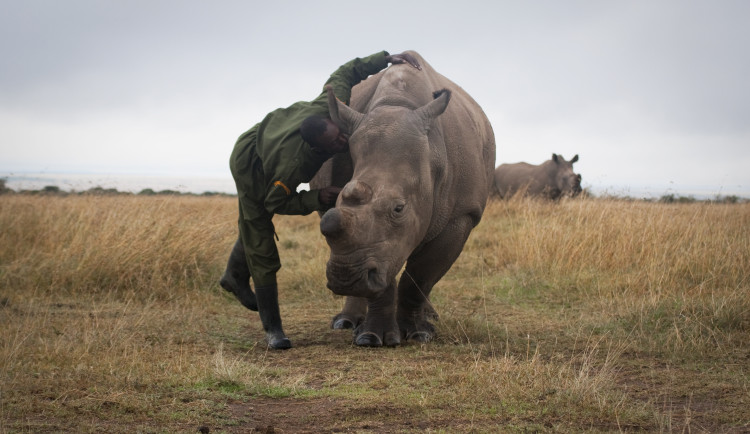 Posledním samicím nosorožce bílého severního, které jsou ze Safari Parku, se daří dobře
