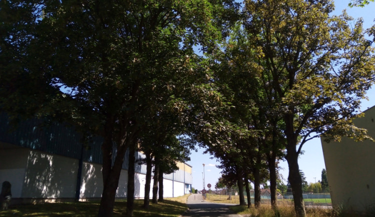 Lánského alej v Jaroměři se dostala mezi TOP10 nejhezčích stromořadí v České republice