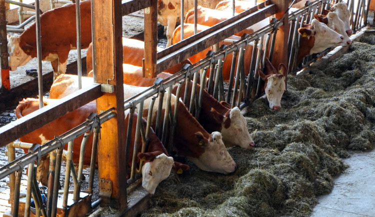 Farmáři chtějí v protestech pokračovat. Současný stav považují za kritický