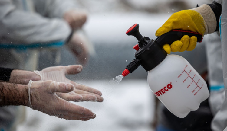 Na Hradecku uhynulo na ptačí chřipku 40 labutí, chovatelé mají být obezřetní