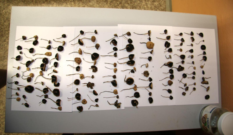 Pár si vytvořil monopol na prodej drog na Vrchlabsku. Pervitin, tráva i lysohlávky