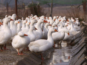Na Rychnovsku je potvrzeno 20. ohnisko ptačí chřipky v malochovu drůbeže v ČR