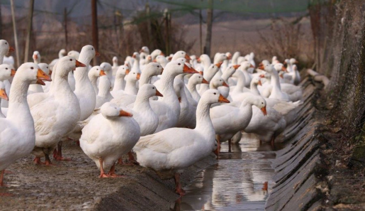 size3-16355250711236-152-4-uwgkibpfa7ucfgxnb9wc