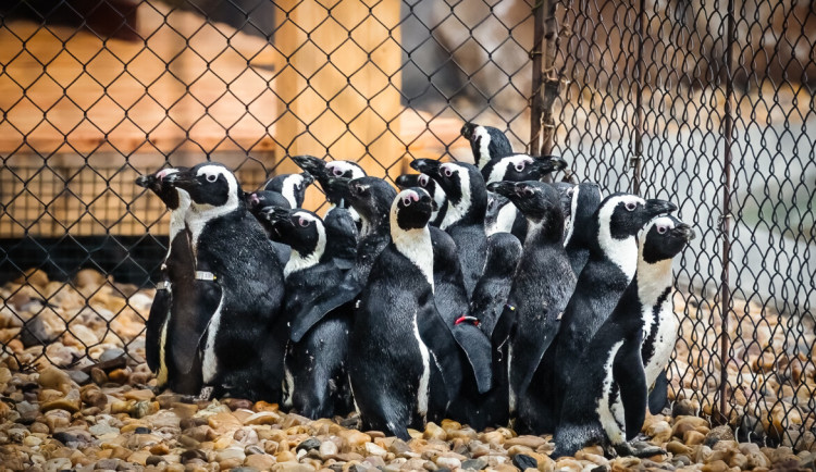 Zoo Dvůr dala pět mláďat tučňáků do tučňáčí školky. Učí se žrát z ruky a plavat