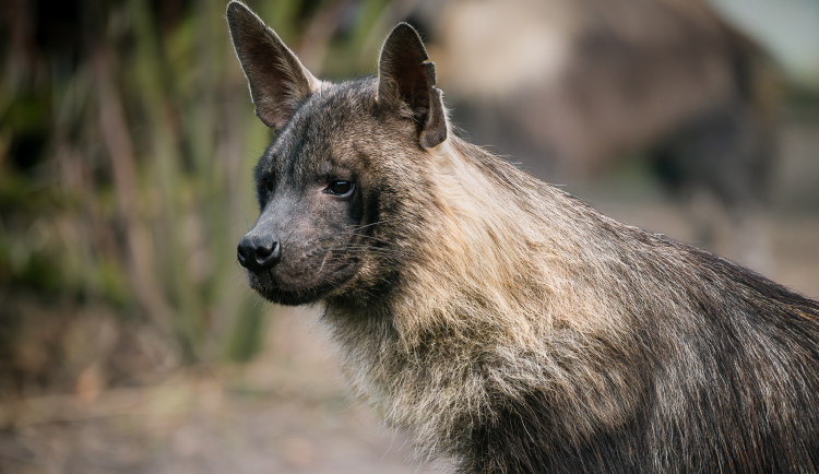 Zoo Dvůr získala hyeny čabrakové,zřejmě jako jediná na světě chová všechny druhy
