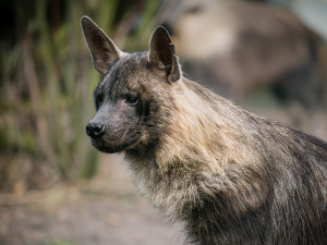 Zoo Dvůr získala hyeny čabrakové,zřejmě jako jediná na světě chová všechny druhy