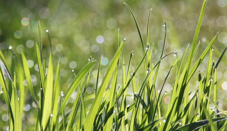 Během víkendu teploty neklesnou pod deset stupňů. Místy se objeví přeháňky