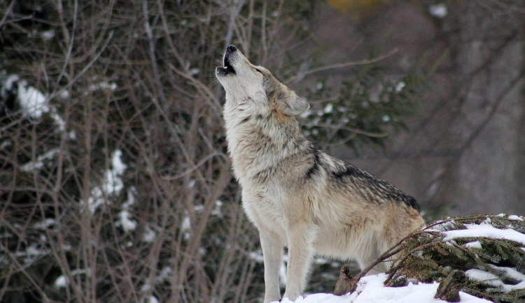 Ministerstvo životního prostředí zrušilo výjimku Královéhradeckého kraje na lov problémových vlků