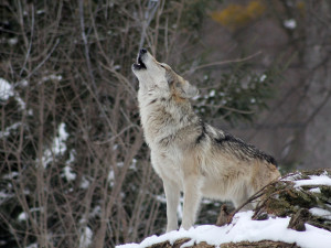 Ministerstvo životního prostředí zrušilo výjimku Královéhradeckého kraje na lov problémových vlků