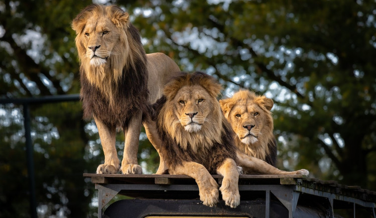 V belgické zoo lev zardousil lvici ze Dvora Králové, se kterou se měl pářit