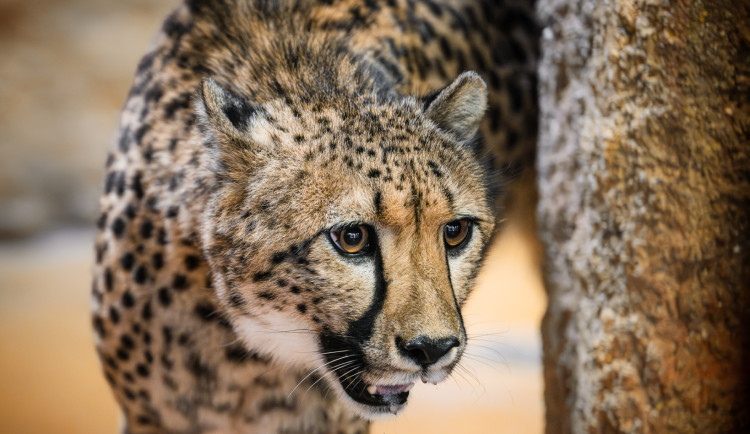 Safari Park Dvůr Králové získal z Polska na posílení chovu dvě gepardí samice