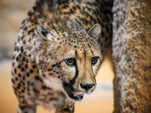 Safari Park Dvůr Králové získal z Polska na posílení chovu dvě gepardí samice
