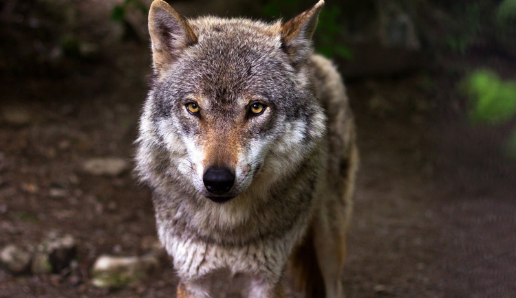 V Orlických horách žije ve dvou přeshraničních smečkách 15 až 20 vlků
