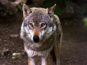 V Orlických horách žije ve dvou přeshraničních smečkách 15 až 20 vlků