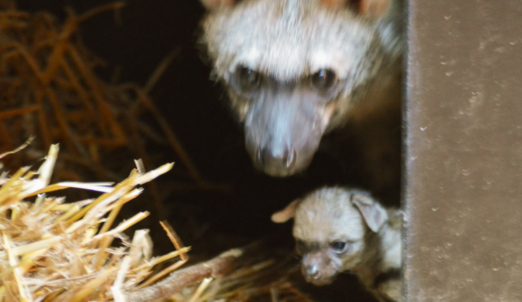 V Zoo Dvůr Králové nad Labem se poprvé v ČR narodila tři mláďata hyenky hřivnaté