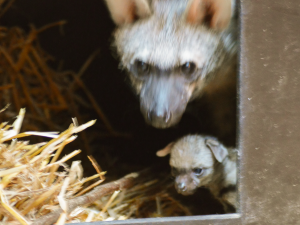 V Zoo Dvůr Králové nad Labem se poprvé v ČR narodila tři mláďata hyenky hřivnaté