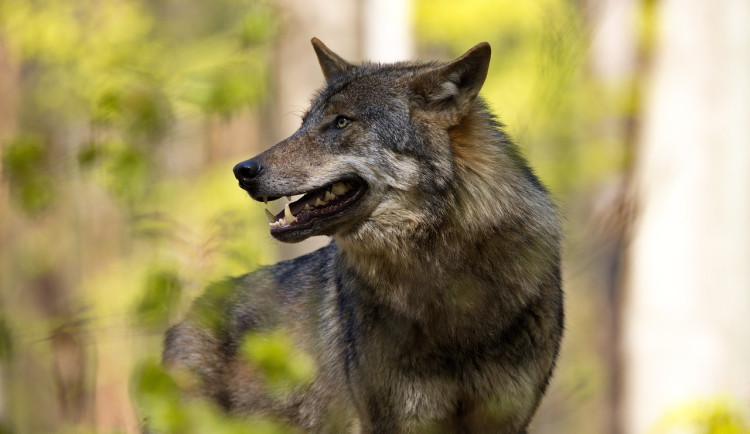 Vlk pronásledoval třináctiletou dívku, uvádí rakouská média