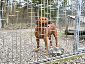 Královéhradecký útulek pro zvířata by se měl stát i centrem lesnípedagogiky
