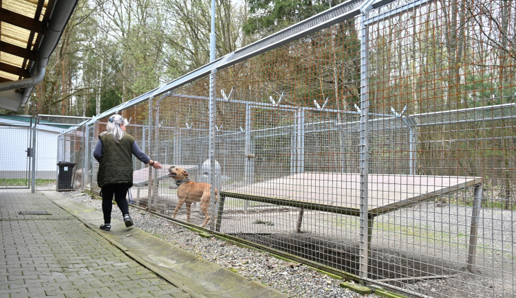Královéhradecký útulek pro zvířata by se měl stát i centrem lesnípedagogiky