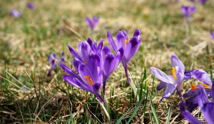 Vzácné šafrány v Lukášově vykvetly, část z nich sežrala prasata