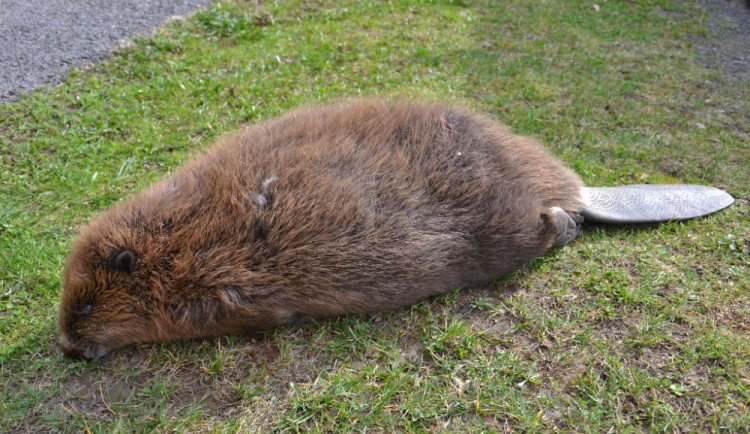 Návrat bobrů do Krkonoš. Jednoho u Jizery ve Víchové srazilo auto