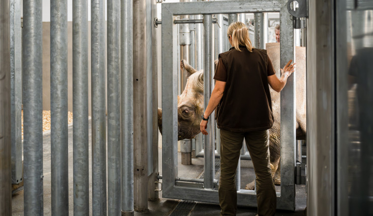 Dvorský safari park přestěhoval pět nosorožců dvourohých do opraveného pavilonu