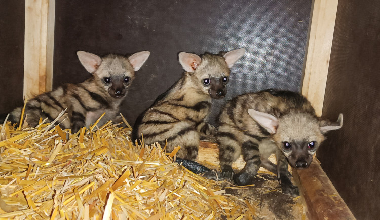 Tři mláďata vzácných hyenek hřivnatých v zoo Dvůr Králové dobře prospívají