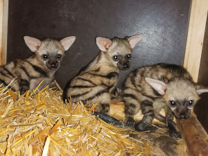 Tři mláďata vzácných hyenek hřivnatých v zoo Dvůr Králové dobře prospívají