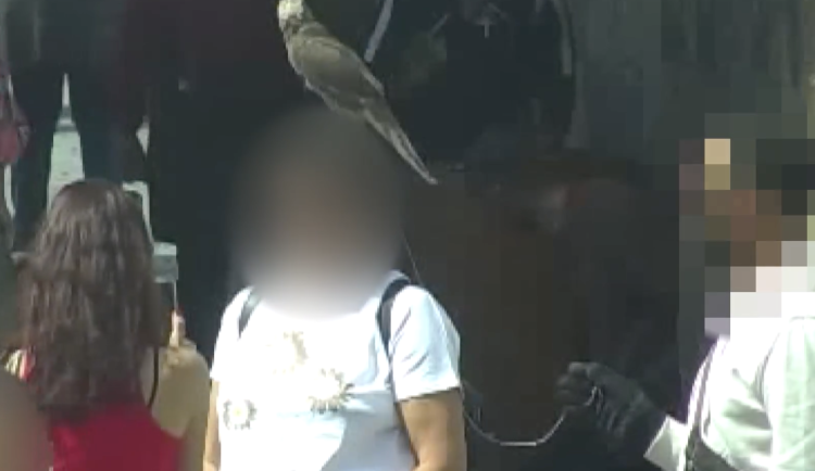 VIDEO: Muž v centru Prahy vydělával na fotkách s dravcem. Zvíře mu odebrali strážníci