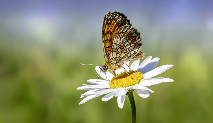 Do sčítání motýlů v Česku se poprvé může zapojit veřejnost. Začne 3. června