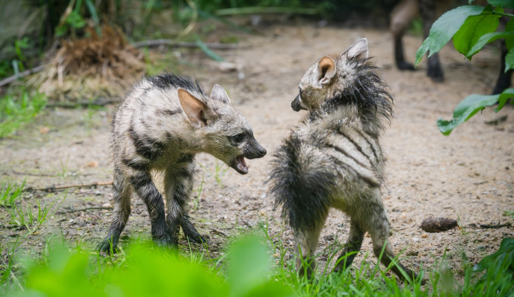 Tři mláďata vzácných hyenek jsou v Safari Parku k vidění ve venkovní expozici
