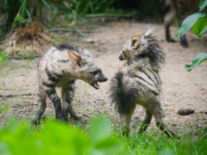 Tři mláďata vzácných hyenek jsou v Safari Parku k vidění ve venkovní expozici