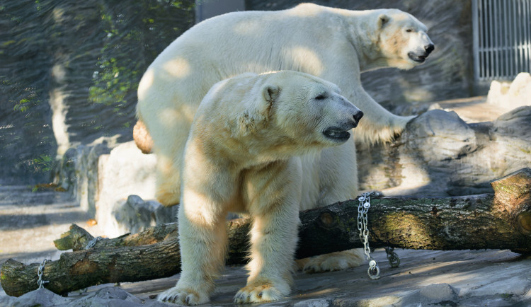 Do Zoo Praha dorazila medvědí dvojčata Gregor a Aleut