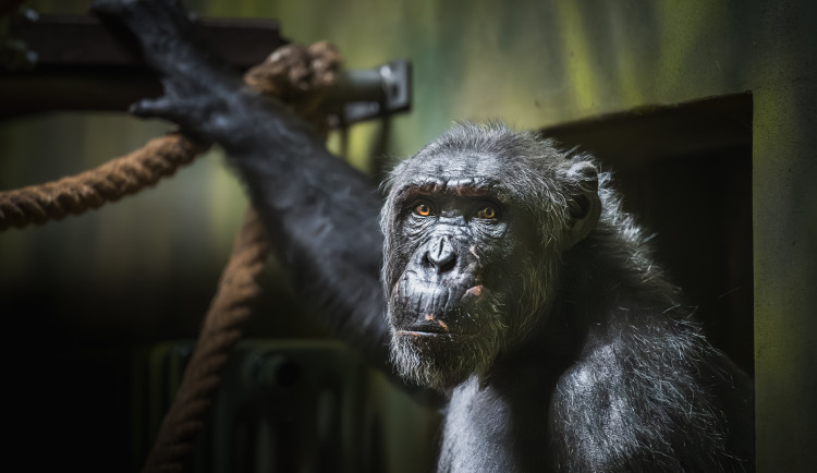 Safari Park Dvůr Králové získal ze Španělska na obnovu chovu šimpanzího samce