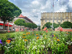 Hradec Králové rozkvetl letničkami, jsou jich tu desítky tisíc
