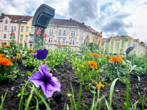 Hradec Králové rozkvetl letničkami, jsou jich tu desítky tisíc