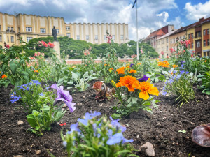 Hradec Králové rozkvetl letničkami, jsou jich tu desítky tisíc