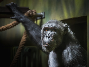 Safari Park Dvůr Králové získal ze Španělska na obnovu chovu šimpanzího samce