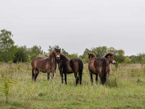Robot na poli, děti pečující o přírodu. Soutěž E.ON Energy Globe o nejlepší ekologické projekt má šest finalistů