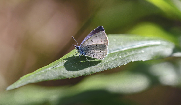 V Hradci Králové je dneska Motýlí půlhodinka, do sčítání motýlů se může zapojit každý