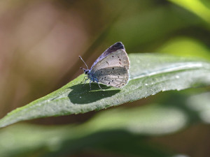 V Hradci Králové je dneska Motýlí půlhodinka, do sčítání motýlů se může zapojit každý