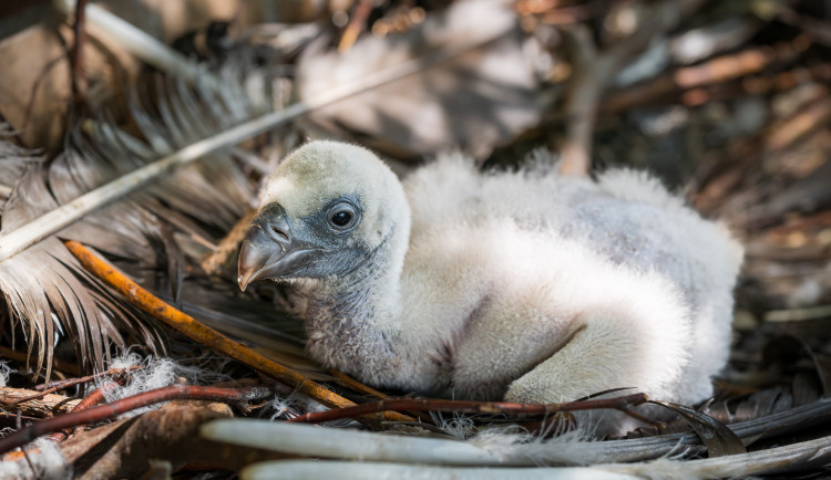 V Safari Parku Dvůr Králové se vylíhla dvě mláďata supů. Poprvé v jeho historii
