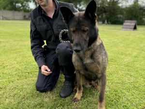 Policie má dvě nové posily do kynologické jednotky. Jde devítitýdenní štěňata