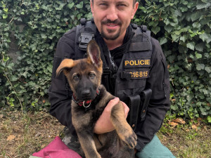 Policie má dvě nové posily do kynologické jednotky. Jde devítitýdenní štěňata