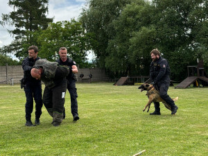 Policie má dvě nové posily do kynologické jednotky. Jde devítitýdenní štěňata