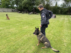 Policie má dvě nové posily do kynologické jednotky. Jde devítitýdenní štěňata