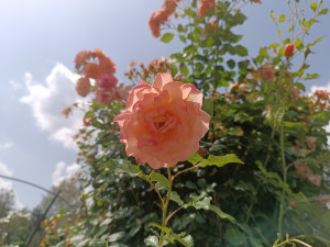 FOTO: Růže odkvétají. Rozárium v Hradci Králové rozárium zavírá