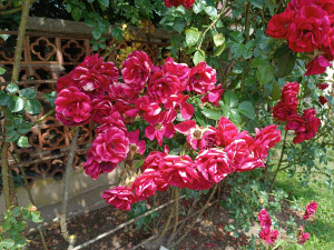 FOTO: Růže odkvétají. Rozárium v Hradci Králové rozárium zavírá